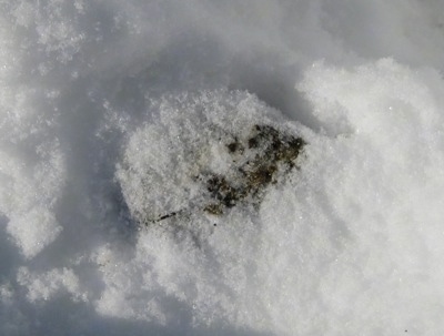 Frozen Horse Poop in the snow