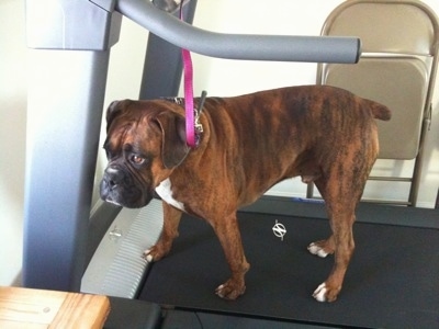 Bruno the Boxer standing on the treadmill