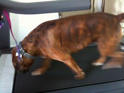 Bruno the Boxer on a treadmill