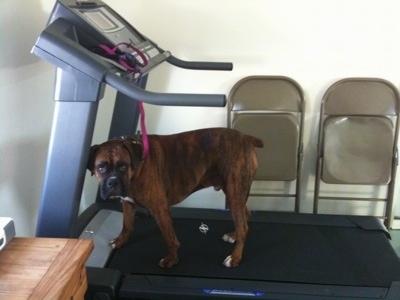 Bruno the Boxer standing on the treadmill looking at the camera holder