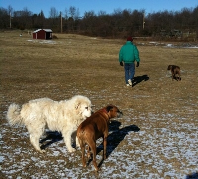 Tacoma the Great Pyrenees is sniffing Allie the Boxer and Bruno the Boxer is walking far ahead beside a person