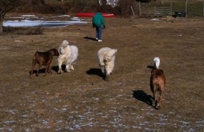 Tacoma and Tundra the Great Pyrenees and Bruno and Allie the Boxers along side Kung Foo Kitty are running to a person