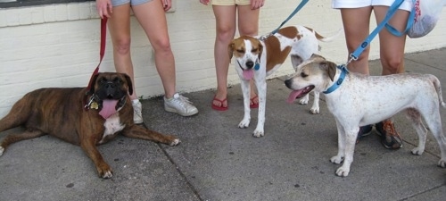 Bruno the Boxer, Darley the Beagle mix and Maggie the Jack Russell Mix standing in front of a concrete wall