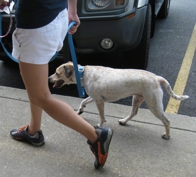 Maggie the Jack Russell Mix walking on a sidewalk heeling next to a human