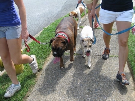 Maggie the Jack Russell Mix walking next to Bruno the Boxer and Darley the Beagle mix behind them, with humans holding the leashes