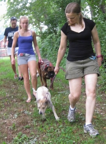 Maggie the Jack Russell Mix on a pack walk with Bruno the Boxer and Darley the Beagle Mix