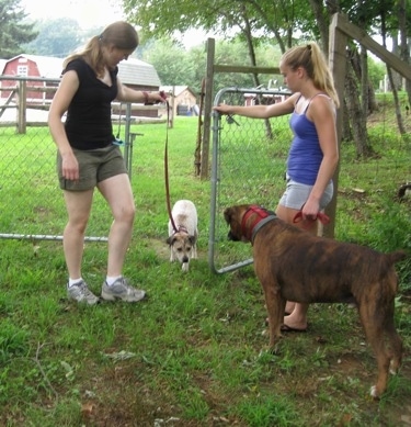 Maggie coming through the gate after the human with Bruno the Boxer and Amie watching