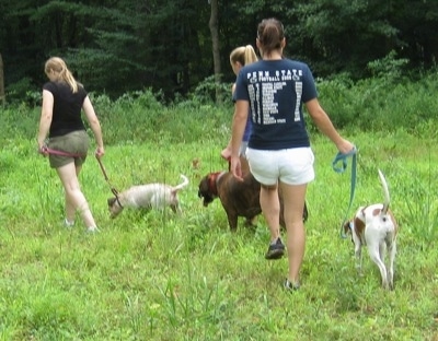Maggie the Jack Russell Mix being walked by a human with two other humans walking two other dogs