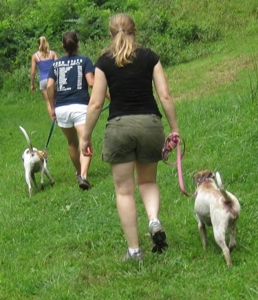 Maggie the Jack Russel mix walking on a leash in a feild of grass with two other humans walking their dogs