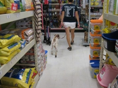 Maggie the Jack Russell mix walking the pet store aisles with its owner