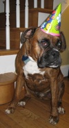 Bruno the Boxer sitting near a staircase wearing a birthday hat