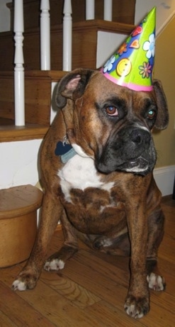 Bruno the Bulldog sitting in front of a staircase with a birthday hat on