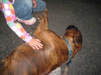 Bruno the Boxer laying in gravel getting petted by a person