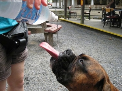 Bruno the Boxer drinking water out of a bottle being poured in his mouth