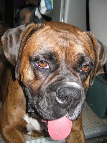 Close Up - Bruno the Boxer inside of a camper with its tongue out