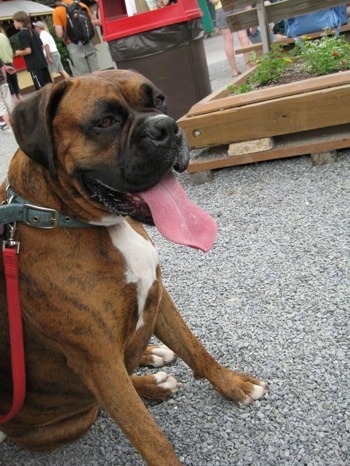 Bruno the Boxer sitting in gravel with his tongue out and mouth open