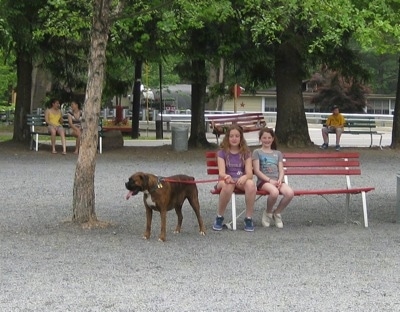 Bruno the Boxer standing next to a sitting Sara