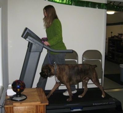 Bruno walking on the treadmill with a person