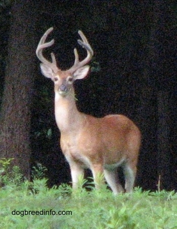 A Seven point Deer (buck) is standing across grass and it is looking forward.