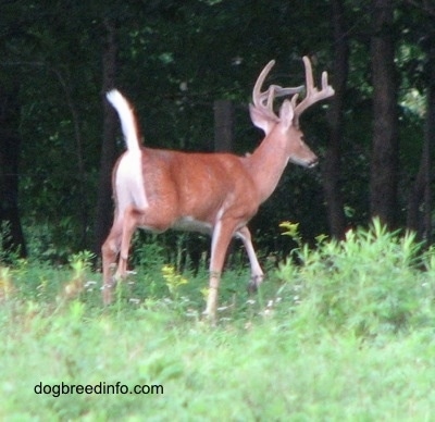 The back right side of a Seven point Deer (buck) walking towards a wooded area with its tail in the air
