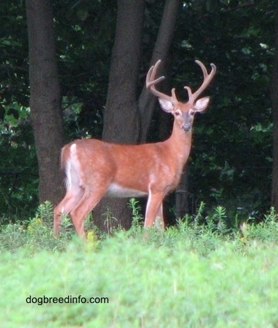 The right side of a Seven point Deer (buck) that is standing near a wooded area and it is looking forward.