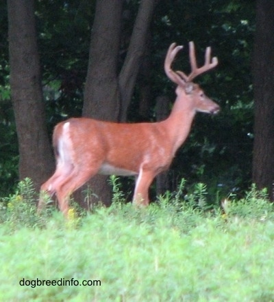 The right side of a Seven point Deer (buck) that is standing near the wooded area
