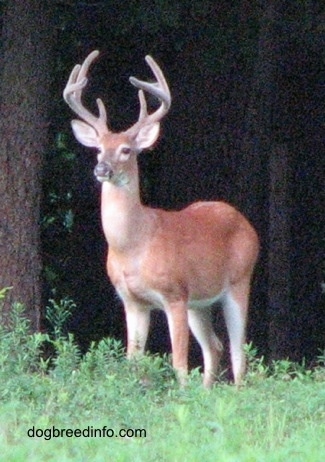 The front left side of a Seven point Deer (buck) standing in grass near a treeline