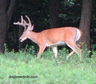 The left side of a Seven point Deer (buck) that is walking in grass along the treeline