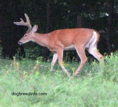 The left side of a Seven point Deer (buck) that is walking along a treeline