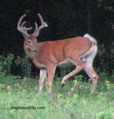 The left side of a Seven point Deer (buck) that is standing in grass and it is looking to the right with its backleft leg in the air