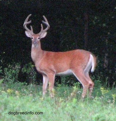 The left side of a Seven point Deer (buck) that is standing in grass in front of a forrested area and it is looking forward.