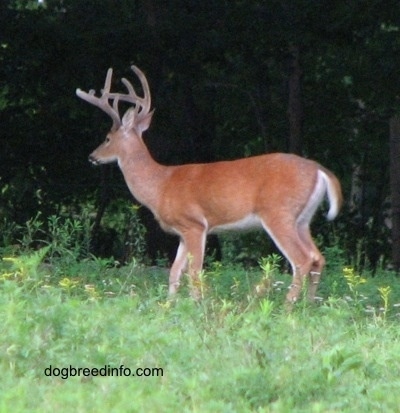 The left side of a Seven point Deer (buck)  that is standing in front of a wooded area and it is looking to the left.