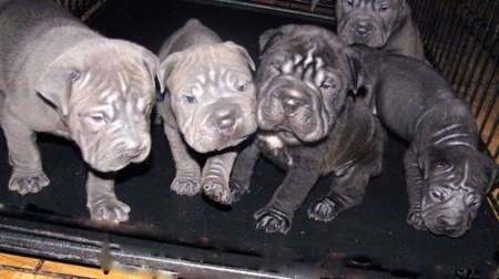 Five Bull-pei puppies sitting inside of a large dog crate, three are gray and two are black