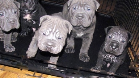 Close Up - Five Bull-pei puppies sitting inside of a large dog crate, three are gray and two are black