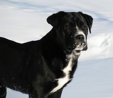 The right side of a black with white Bullador that is standing in snow with snow on its face and it is looking forward.