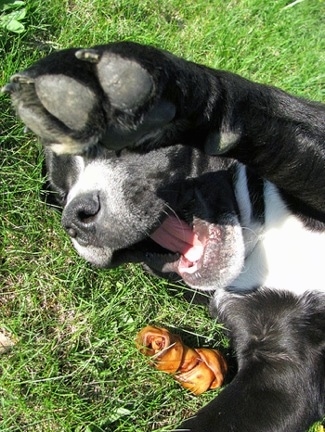 Close up - Topdown view of a black with white Bullador that is laying on its back, next to a dog bone with his big paw in the air and its mouth is open.