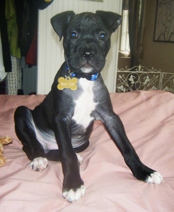 A black with white Bullboxer Pit puppy is sitting on a bed and it is looking forward.
