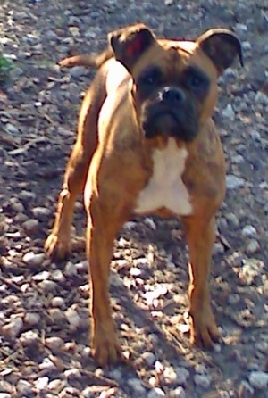 A brown with white and black Bullboxer Staffy Bull that is standing on rocky path and it is looking forward.