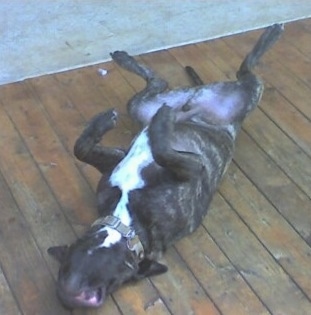 Morgan the Bullmastiff laying up-side-down belly up on a wooden deck