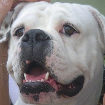 Close Up - Roxy the white Bulloxer with its mouth open