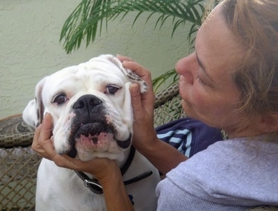 Roxy the Bulloxer having its face rubbed by a person