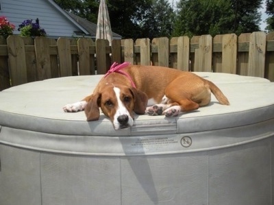 Waffles the Bully Basset wearing a pink bandana laying on top of a covered jacuzzi