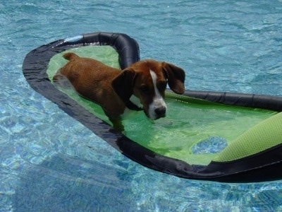 Waffles the Bully Basset laying on a floaty in a pool
