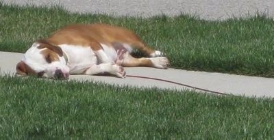 Jackson the Bully Basset laying on a sidewalk