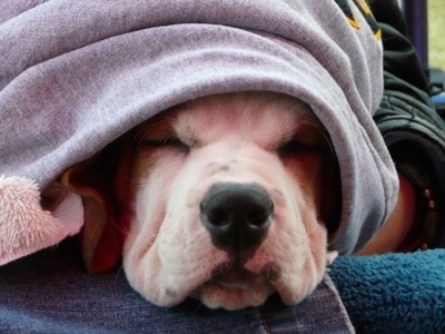 Close Up - Jackson the Bully Basset covered in a hoodie sleeping