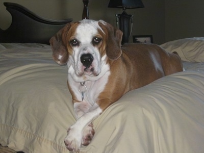 Jackson the Bully Basset laying on a bed
