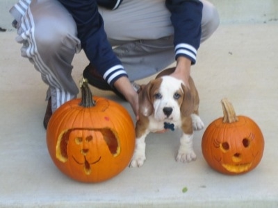 Jackson the Bully Basset as a puppy standing in between two jack-o-lanterns with a person holding him in place