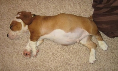 Jackson the Bully Basset as a puppy sleeping on his side