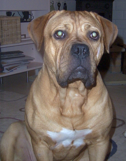 Close Up - Budo the Bully Bordeaux sitting on a carpet