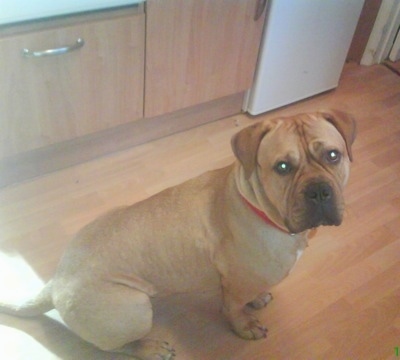 Budo sitting on a hardwood floor in a kitchen
